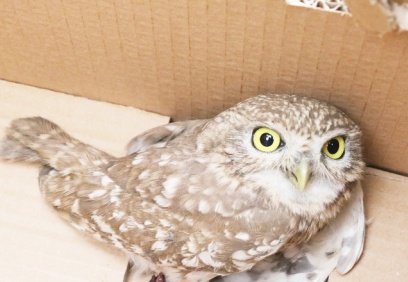 Kuş, tedavi için Gaziantep Hayvanat Bahçesi'ne teslim edildi