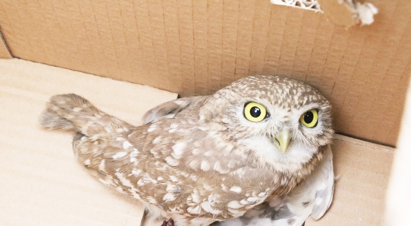 Kuş, tedavi için Gaziantep Hayvanat Bahçesi'ne teslim edildi