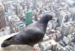 Kuşlar, sokağa çıkma kısıtlamasıyla boşalan şehirlerde daha çok ötmeye başladı