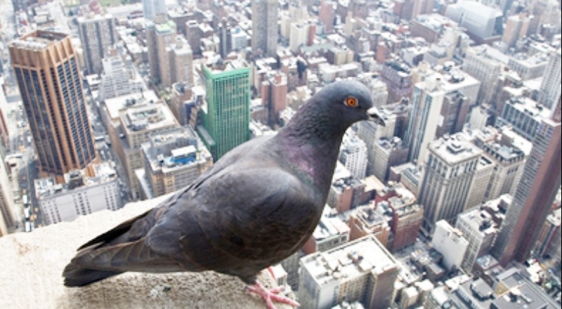 Kuşlar, sokağa çıkma kısıtlamasıyla boşalan şehirlerde daha çok ötmeye başladı