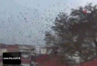 Kuşların gökyüzünde muhteşem dansı