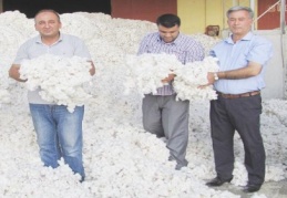 Kütlü pamuk, 1 lira 60 kuruştan alınıyor