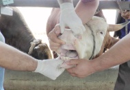 Kuyruğu kopuk, boynuzları düşük olmamalı