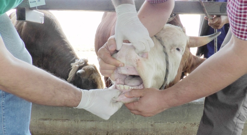 Kuyruğu kopuk, boynuzları düşük olmamalı