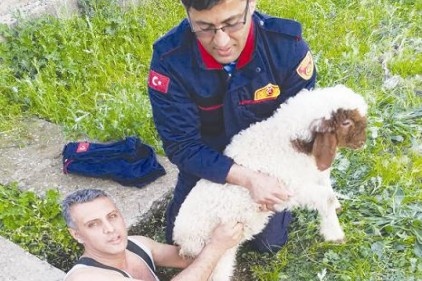 Kuyuya düşen kuzuyu itfaiye kurtardı 