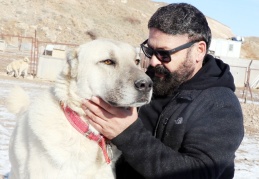 Laboratuvar köpeği olan pitbullar insan elinde katilleşiyor