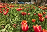 Lale devri başladı