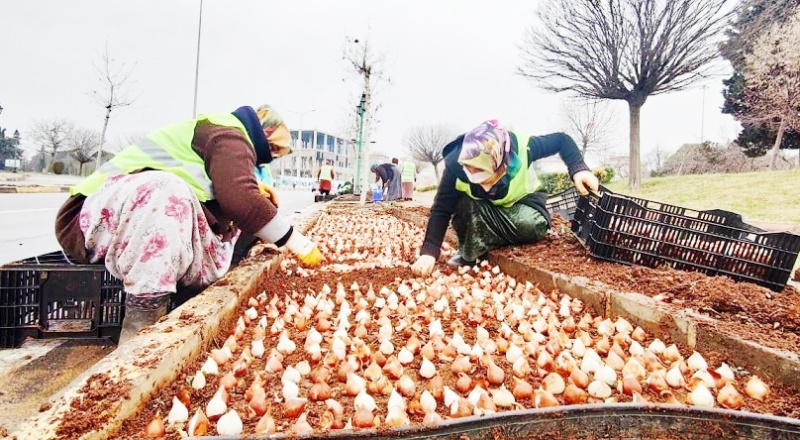 Lale, sümbül ve nergis soğanı dikildi