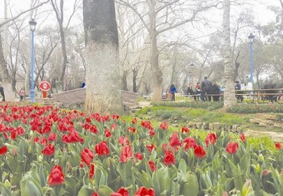 Laleler de erken açtı