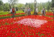 Laleler şehri süslüyor