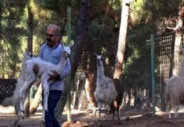 Lama 2 yavru doğurdu