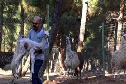 Lama 2 yavru doğurdu