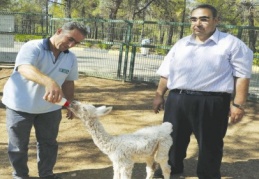 Lama yavrusuna anne şefkati gösteriliyor