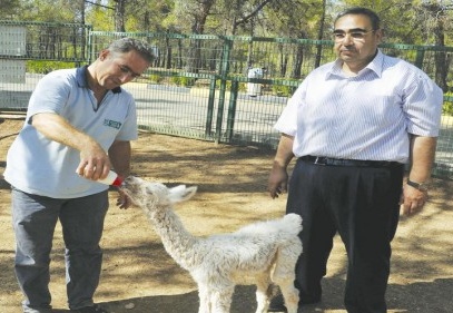Lama yavrusuna anne şefkati gösteriliyor