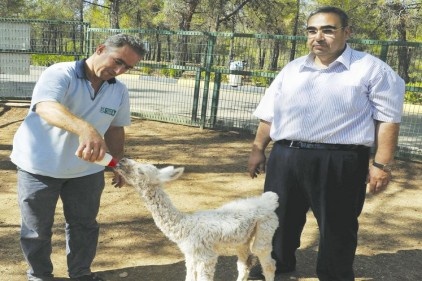 Lama yavrusuna anne şefkati gösteriliyor