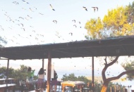 Leylekler güneye göçüyor