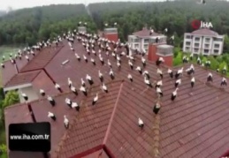Leyleklerin göç molası havadan görüntülendi