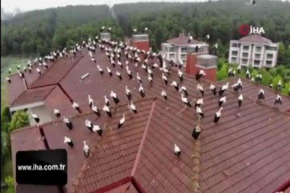 Leyleklerin göç molası havadan görüntülendi