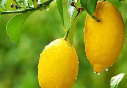 Limon tezgaha sert giriş yaptı