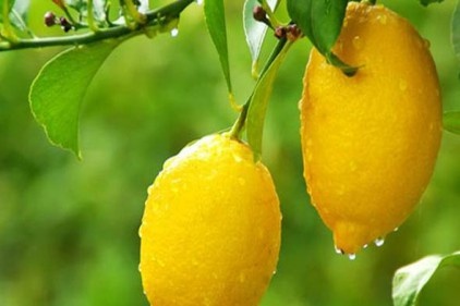 Limon tezgaha sert giriş yaptı