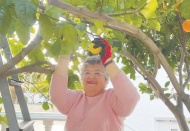 Limonların Ayfer annesi Arsuzlu üreticinin umudu oldu