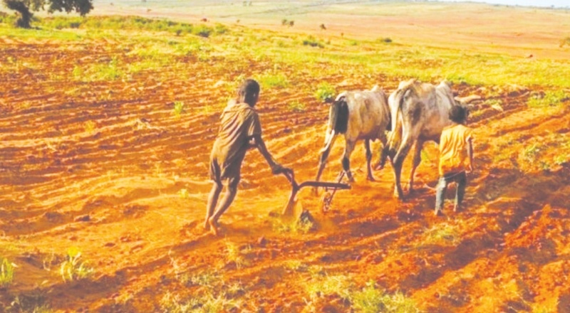 "Madagaskar, iklim krizinin kıtlığa yol açtığı ilk ülke oluyor"