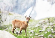 Mahkeme, Antalya ve Isparta'daki av ihalesini iptal etti