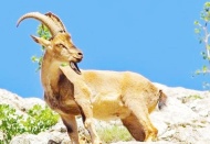 Mahkeme av ihalesine çıkan bakanlığın savunmasını yetersiz buldu