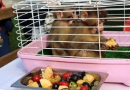 “Makak cinsi maymunların ismi Fıstık ve Zeytin”