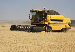 Makarnalık buğday üretimi Gaziantep’te yüzde 59.5 arttı