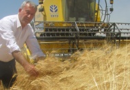 Makarnalık sert buğday hasadı başladı