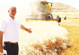 Makarnalık sert buğday hasadı başladı