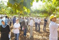 Malatya, fıstık üretimine hız verecek