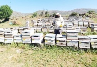 Maliyetlerin yükselmesiyle arıcılıkta üreticiler kovan azaltıyor