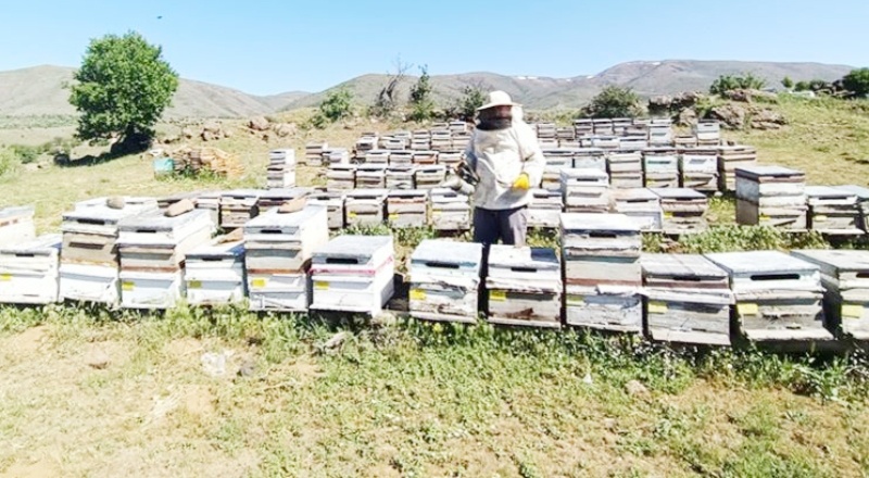 Maliyetlerin yükselmesiyle arıcılıkta üreticiler kovan azaltıyor