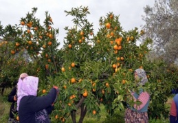 Mandalinaya tarladan markete zam üstüne zam