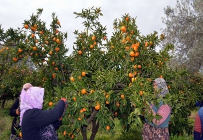 Mandalinaya tarladan markete zam üstüne zam