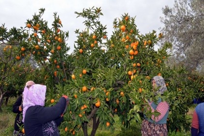 Mandalinaya tarladan markete zam üstüne zam