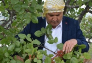 Manisa 300 ton rekolte bekliyor