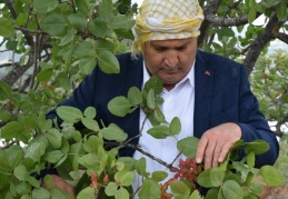 Manisa 300 ton rekolte bekliyor