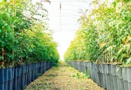 Manisa da, Antepfıstığı üretimine ağırlık verecek