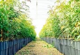 Manisa da, Antepfıstığı üretimine ağırlık verecek