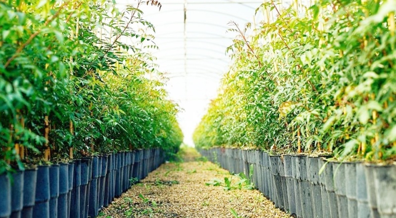 Manisa da, Antepfıstığı üretimine ağırlık verecek