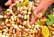 Manisa fıstık keyfi yaşıyor