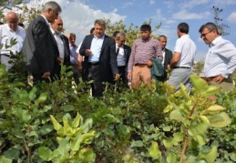 Manisa’da 50 bin adet Antep fıstığı fidanı dağıtacak