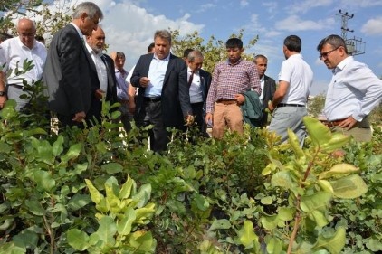 Manisa&#8217;da 50 bin adet Antep fıstığı fidanı dağıtacak