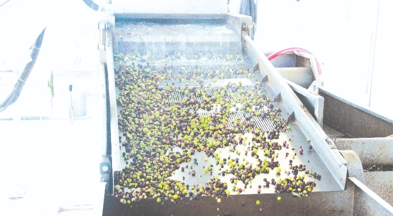 Marka zeytinyağlarımız market raflarında yer bulacak