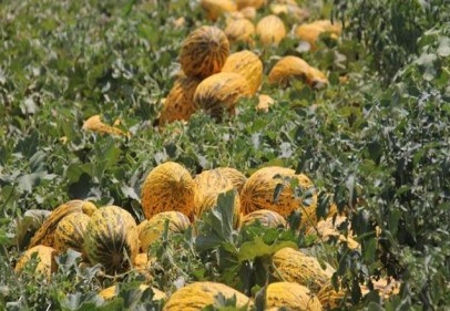 Markette kilosu 2 TL'den satılan kavun tarlada 20 kuruş