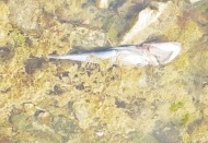 Marmara için 'acil koruma' çağrısı: Deniz ölüyor, zamanı kalmadı