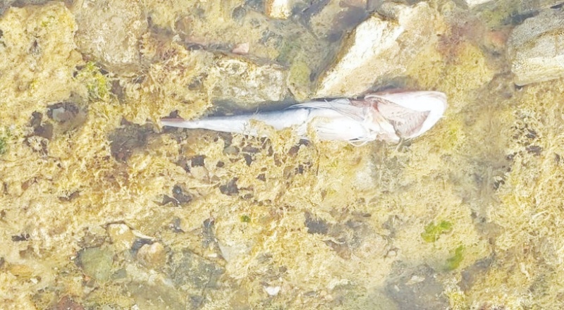 Marmara için 'acil koruma' çağrısı: Deniz ölüyor, zamanı kalmadı